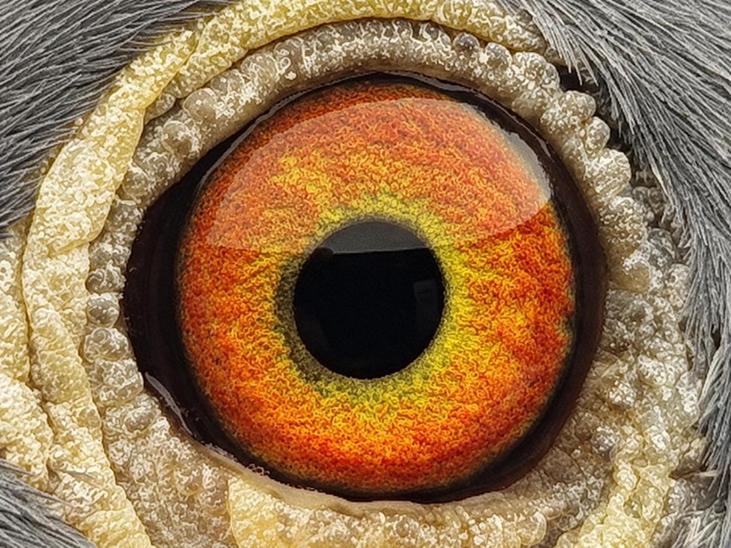 Pigeon eye